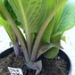Holar Ice Empress Hosta Plants online shopping