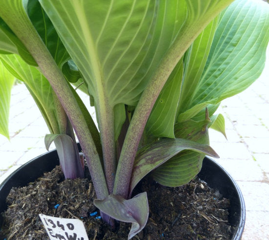 Holar Ice Empress Hosta Plants online shopping