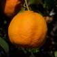 Borneo Red Rangpur Lime Budwood citrus plant material online shopping