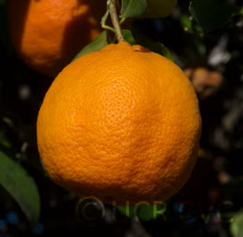 Borneo Red Rangpur Lime Budwood citrus plant material online shopping