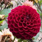 Cornel Dahlia Plants online shopping