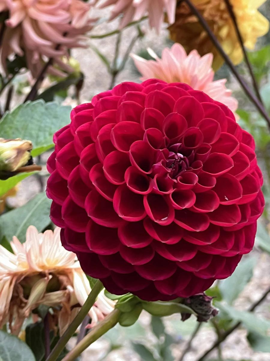 Cornel Dahlia Plants online shopping