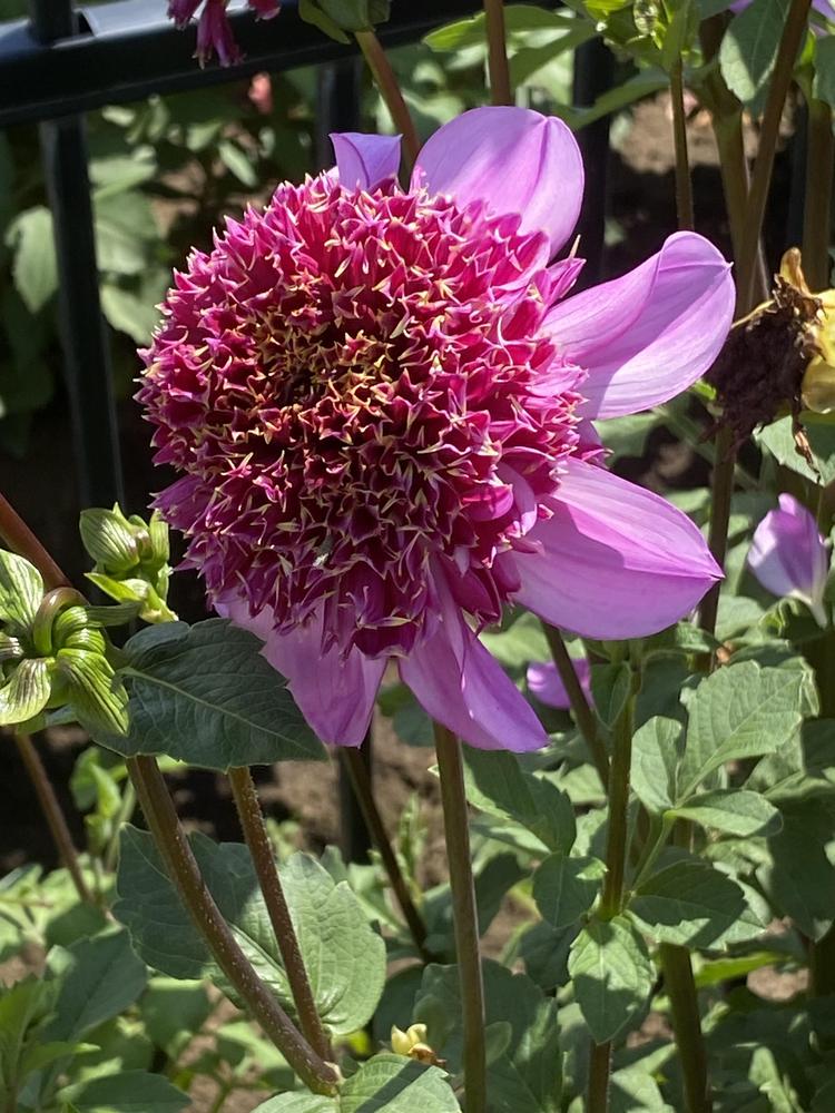 Dad’s Favorite Dahlia