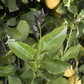 Limoneira 8A Lisbon Lemon Budwood citrus plant material online shopping