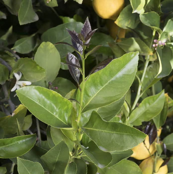 Limoneira 8A Lisbon Lemon Budwood citrus plant material online shopping
