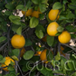 Kinkoji Unshiu Mandarin Hybrid Budwood citrus plant material online shopping