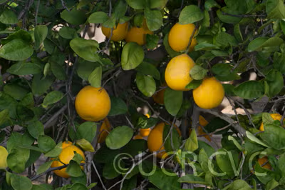 Kinkoji Unshiu Mandarin Hybrid Budwood citrus plant material online shopping