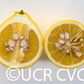 Swingle Citrumelo Trifoliate Hybrid Budwood citrus plant material online shopping