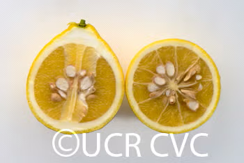 Swingle Citrumelo Trifoliate Hybrid Budwood citrus plant material online shopping