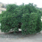 Ortanique Tangor Mandarin Budwood citrus plant material online shopping