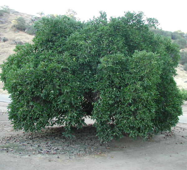 Ortanique Tangor Mandarin Budwood citrus plant material online shopping