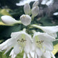 Pocketful Of Sunshine Hosta Plants online shopping
