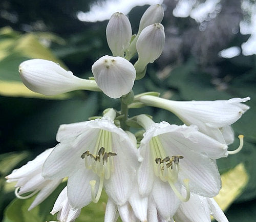 Pocketful Of Sunshine Hosta Plants online shopping