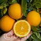 Dream Navel Orange Budwood citrus plant material online shopping