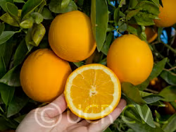 Dream Navel Orange Budwood citrus plant material online shopping