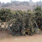 Nepolitana Satsuma Mandarin Budwood citrus plant material online shopping