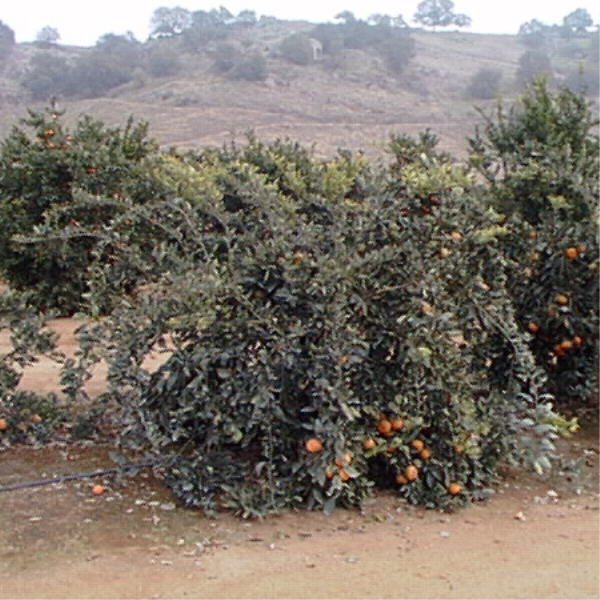 Nepolitana Satsuma Mandarin Budwood citrus plant material online shopping