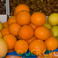 Orlando Tangelo Mandarin Budwood citrus plant material online shopping