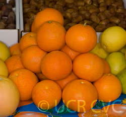 Orlando Tangelo Mandarin Budwood citrus plant material online shopping