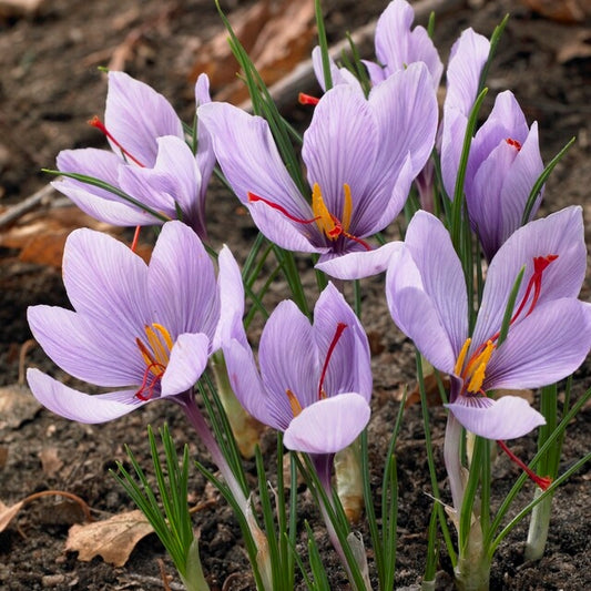 Sativus Saffron Fall Flowering Crocus Corms