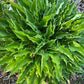 Urchin Hosta Plants online shopping