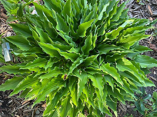 Urchin Hosta Plants online shopping