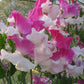 Route 66 Sweet Pea seeds online shopping