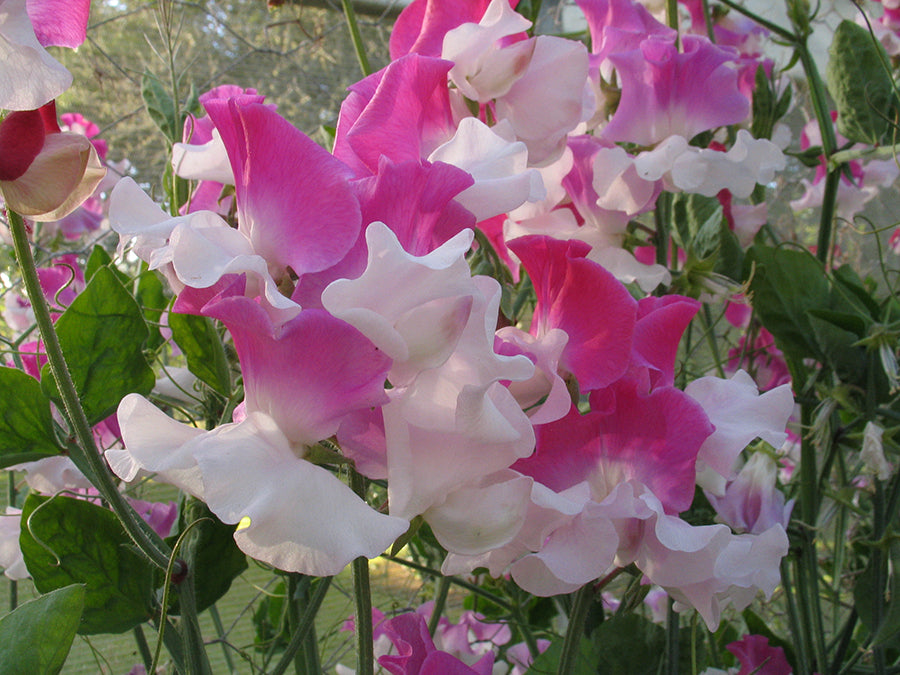 Route 66 Sweet Pea seeds online shopping
