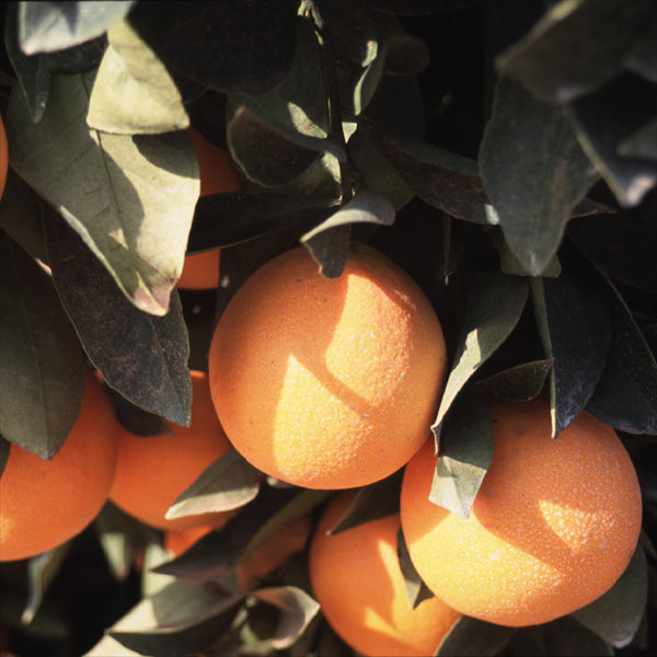T.I. Sheldon Navel Orange Budwood citrus plant material online shopping