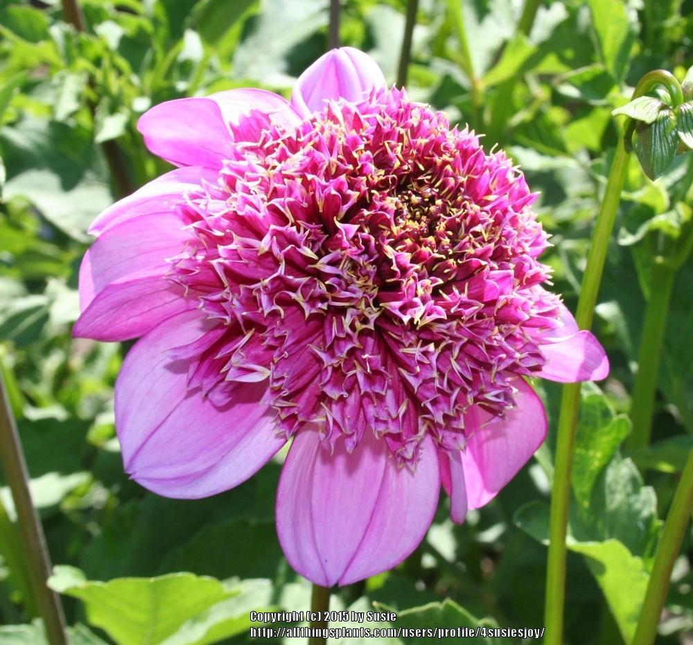 Dad’s Favorite Dahlia