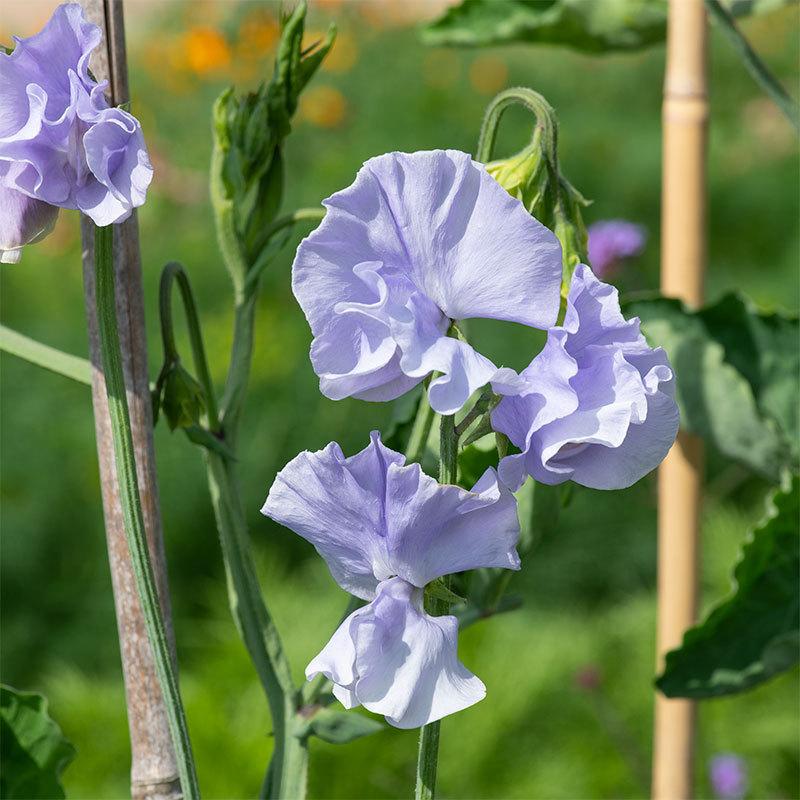 Charlie's Angel Sweet Pea seeds online shopping