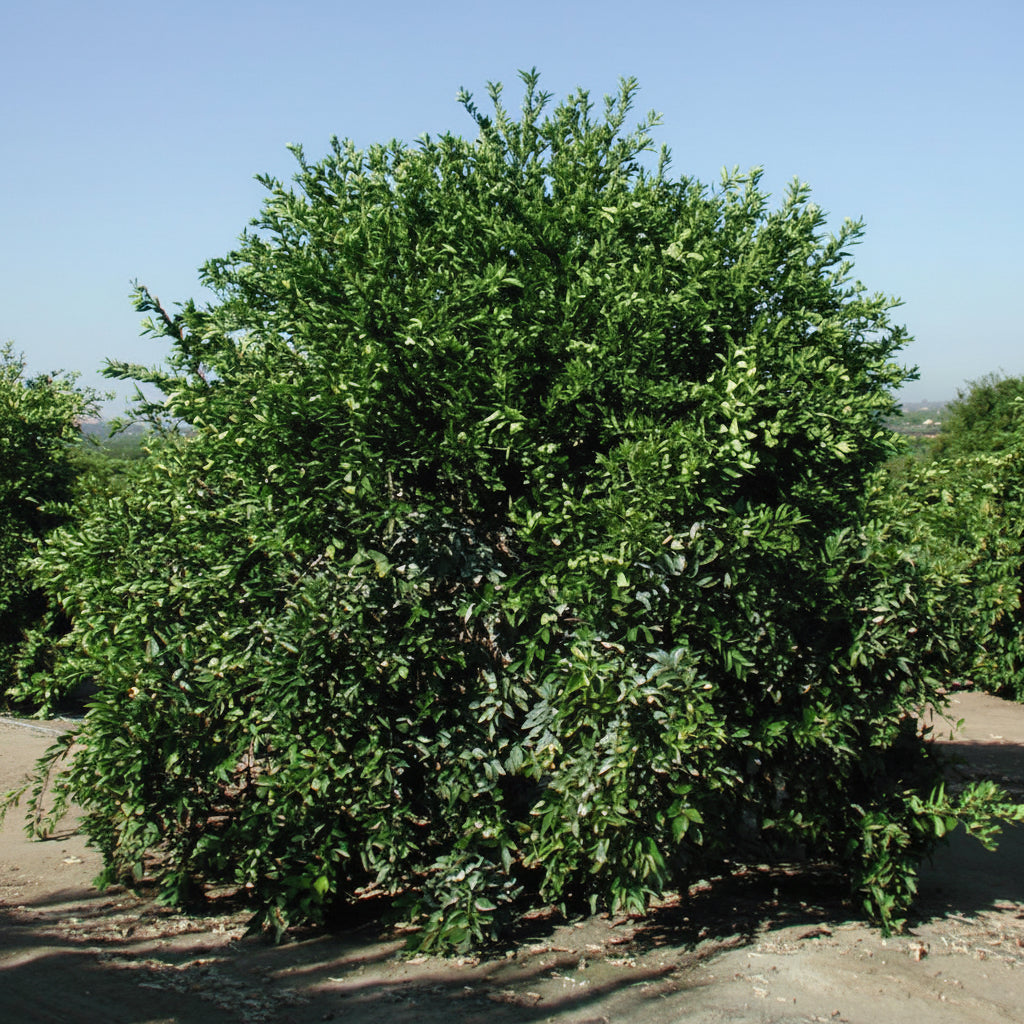 Temple Tangor Mandarin Budwood citrus plant material online shopping