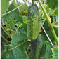 Marketmore 76 Cucumber