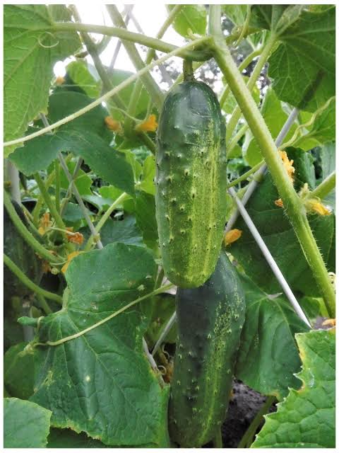 Marketmore 76 Cucumber