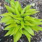 Rocket City Hosta Plants online shopping