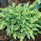 Ripple Effect Hosta Plants online shopping