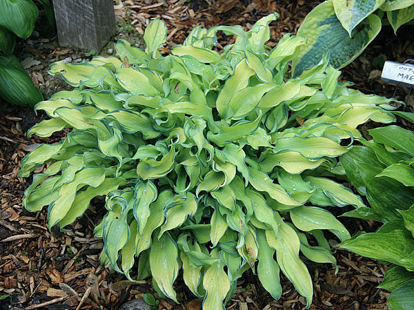 Ripple Effect Hosta Plants online shopping