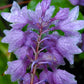 One Man’s Treasure Hosta Plants online shopping