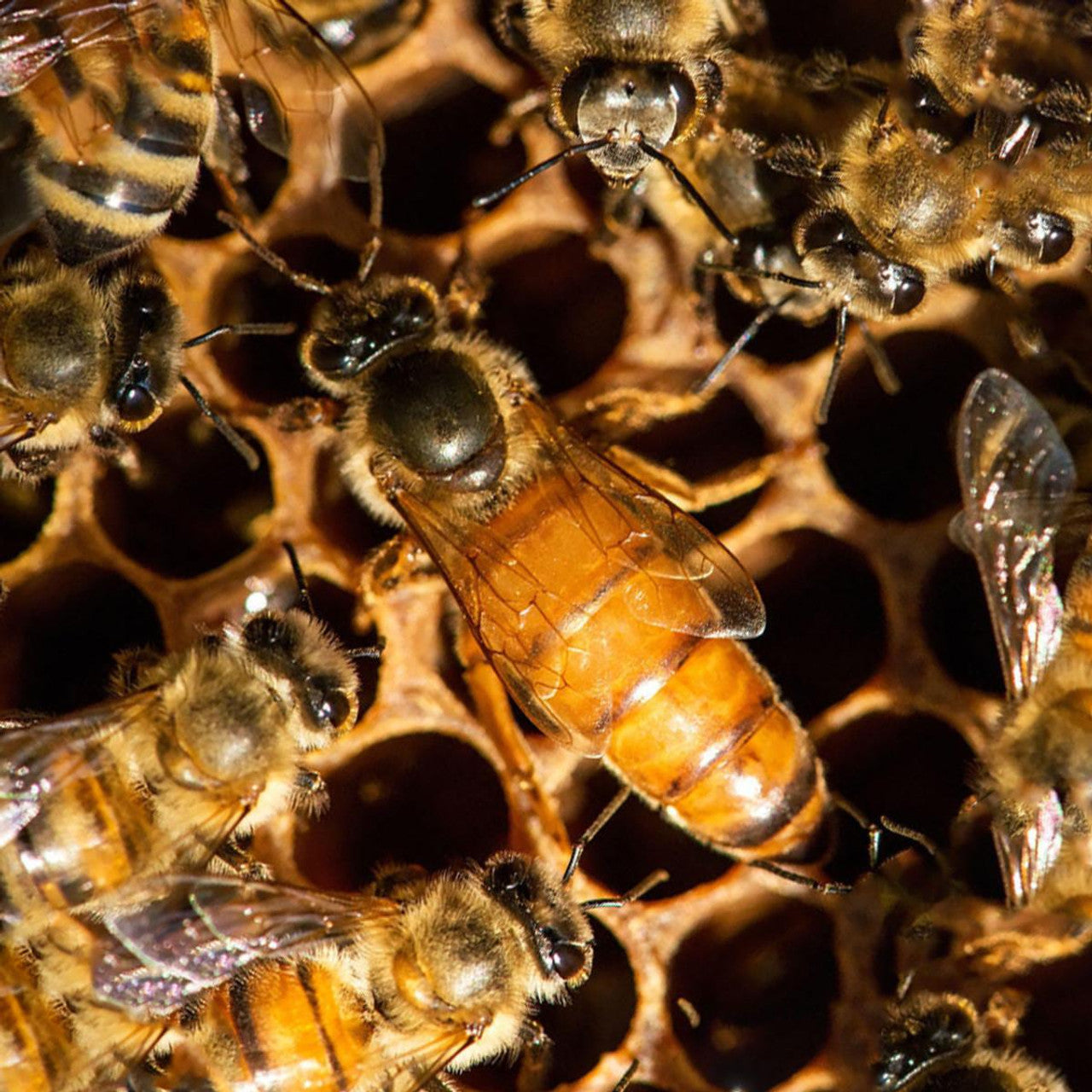 Russian Carniolan Honey Bee Queen