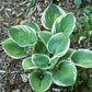 Lakeside Cupid’s Cup Hosta Plants online shopping