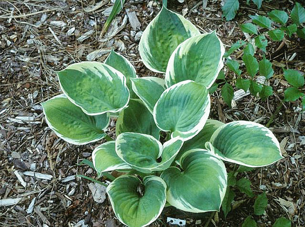Lakeside Cupid’s Cup Hosta Plants online shopping
