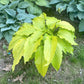 Scituate Sunrise Hosta Plants online shopping