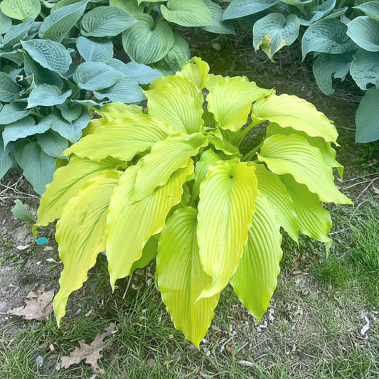 Scituate Sunrise Hosta Plants online shopping