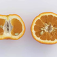 Ugli Tangelo Mandarin Budwood citrus plant material online shopping