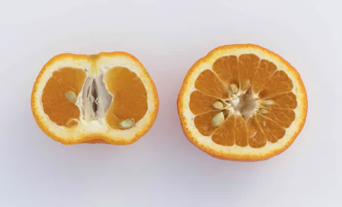 Ugli Tangelo Mandarin Budwood citrus plant material online shopping