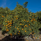 Marr's Early Sweet Orange Budwood citrus plant material online shopping