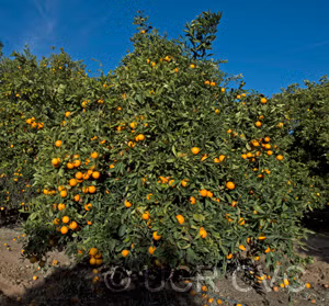 Marr's Early Sweet Orange Budwood citrus plant material online shopping