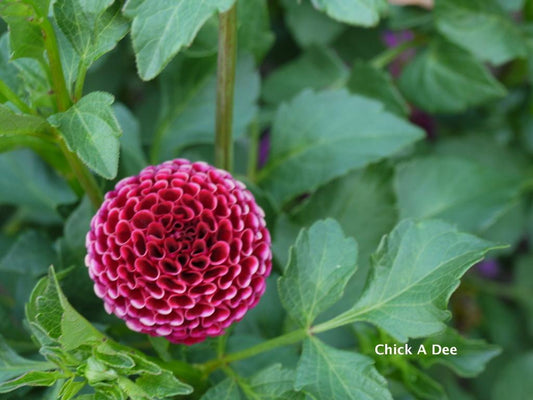 Chick A Dee Dahlia