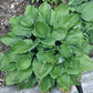 Mirror Lake Hosta Plants online shopping