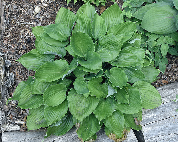 Mirror Lake Hosta Plants online shopping